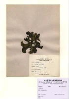 藏品(Codium sp.)的圖片